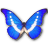 Morpho helena butterfly