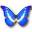 Morpho helena butterfly